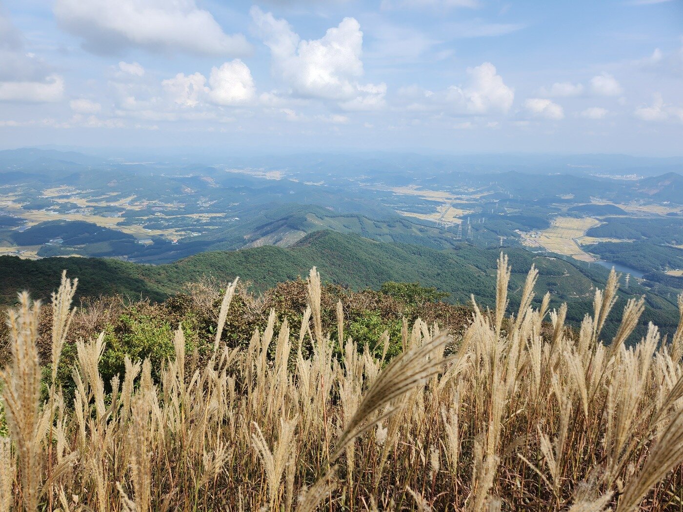 본문 이미지 - 오서산 정상에 핀 억새.(보령시 제공. 재판매 및 DB금지)/뉴스1