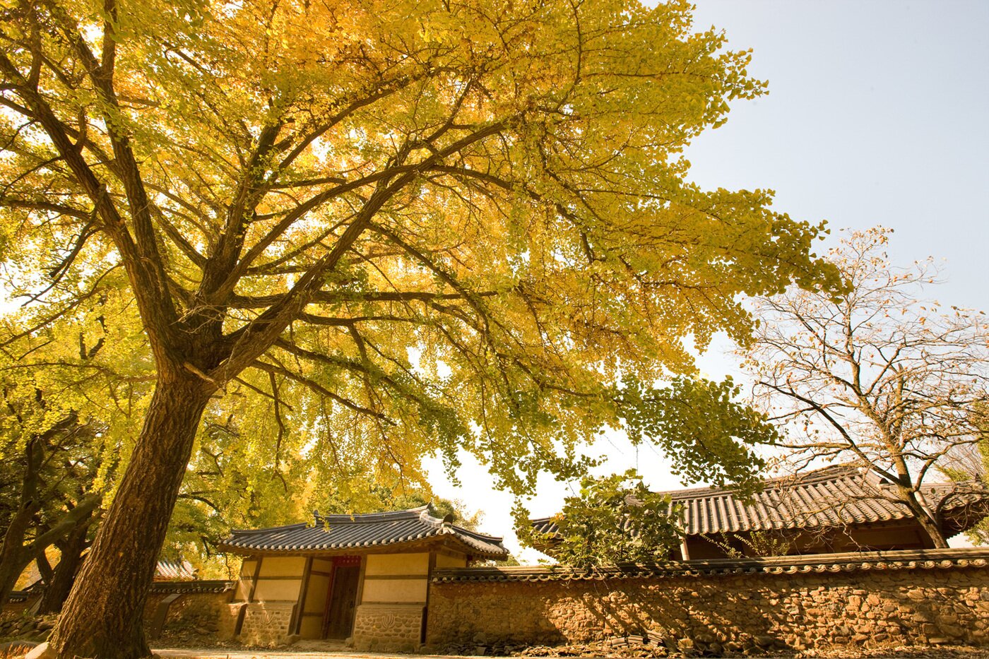 본문 이미지 - 청라은행마을의 은행나무와 고택.(보령시 제공. 재판매 및 DB금지)/뉴스1
