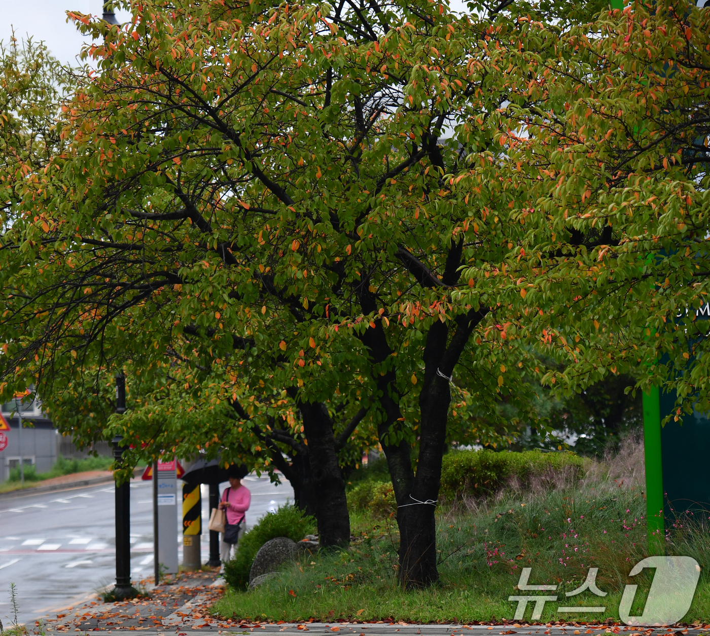 (포항=뉴스1) 최창호 기자 = 16일 경북 포항시 남구 대이동 철길 숲 인근 도로 옆 가로수들이 가을 옷으로 갈아입고 있다. 2025.10.16/뉴스1