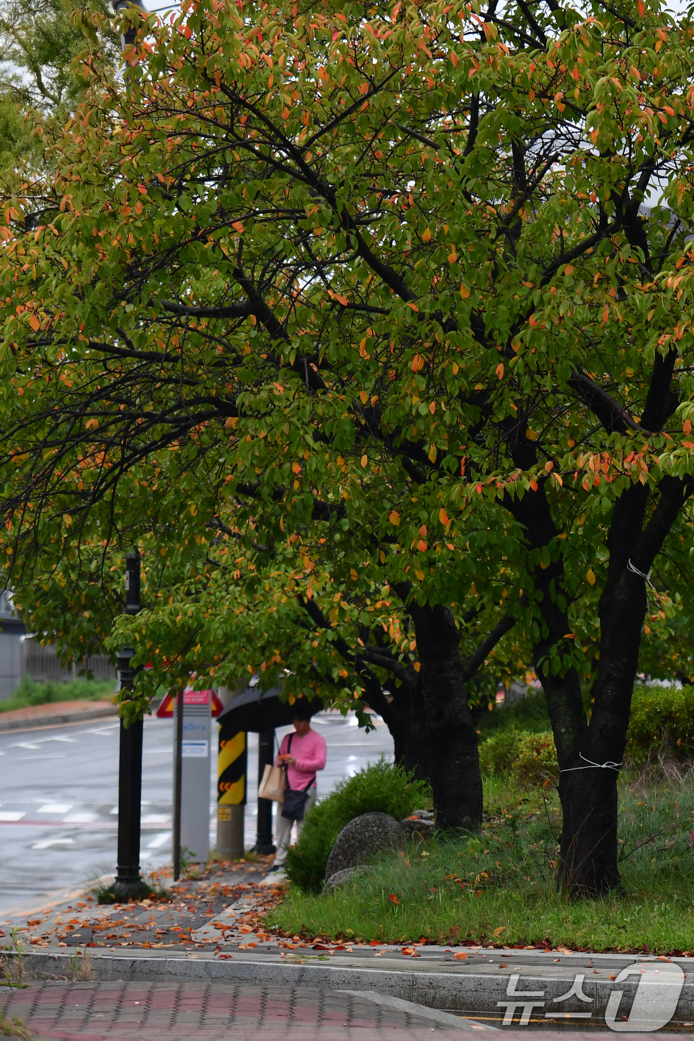 (포항=뉴스1) 최창호 기자 = 16일 경북 포항시 남구 대이동 철길 숲 인근 도로 옆 가로수들이 가을 옷으로 갈아입고 있다. 2025.10.16/뉴스1