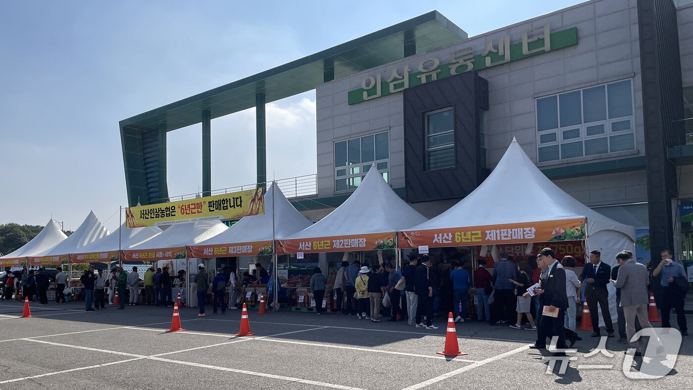 본문 이미지 - 지난해 10월 11일부터 13일까지 진행된 서산6년근 인삼 직거래 행사 모습(서산시 제공. 재판매 및 DB금지)2025.10.16/뉴스1