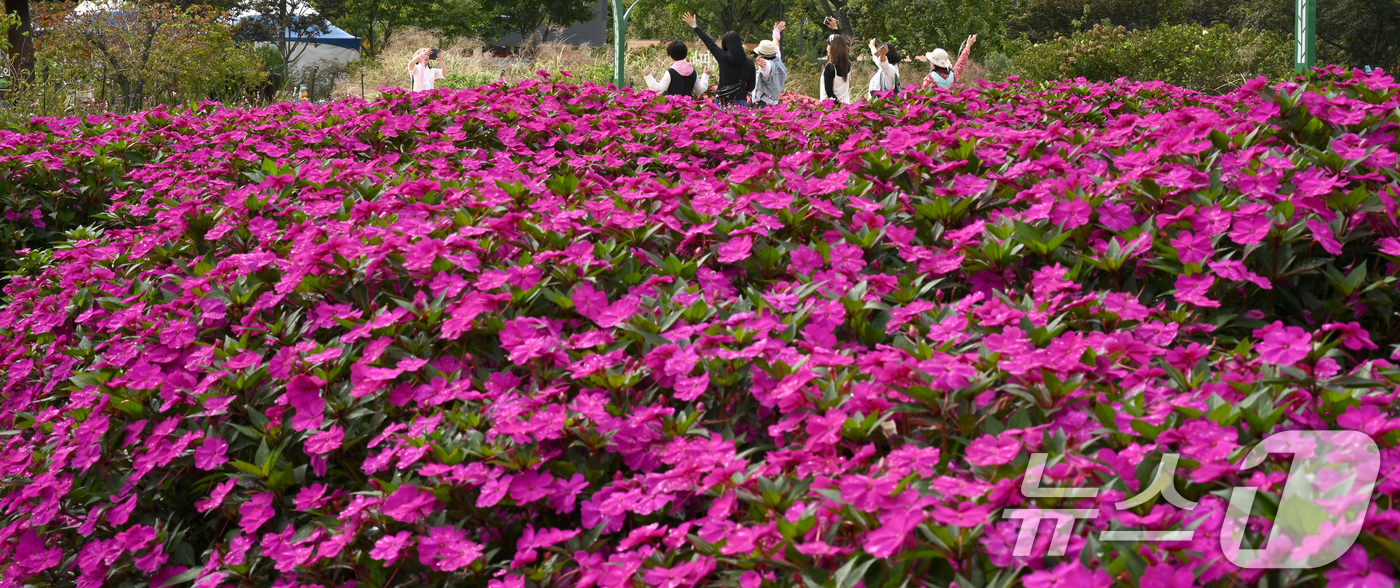 (서울=뉴스1) = 16일 경남 거창군 남상면 거창창포원 곳곳에 코스모스, 황화 코스모스, 산파챈스 등 가을꽃이 활짝 피어있다.(거창군 제공. 재판매 및 DB 금지) 2025.10 …