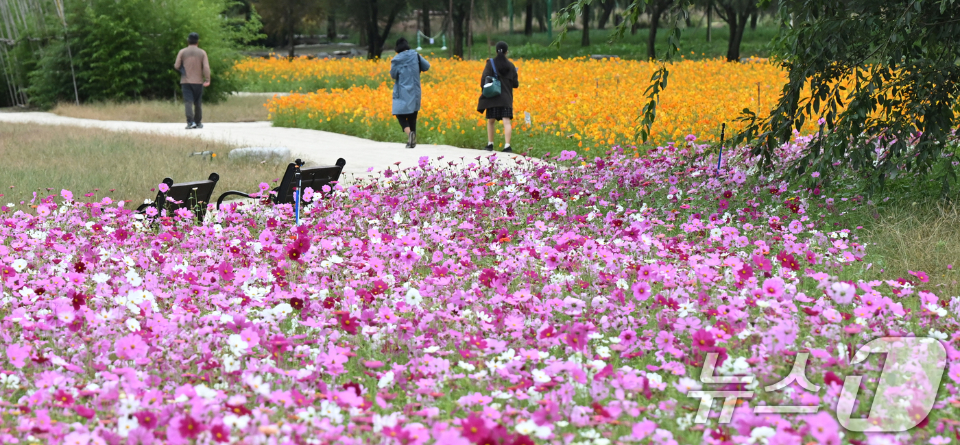 (서울=뉴스1) = 16일 경남 거창군 남상면 거창창포원 곳곳에 코스모스, 황화 코스모스, 산파챈스 등 가을꽃이 활짝 피어있다.(거창군 제공. 재판매 및 DB 금지) 2025.10 …