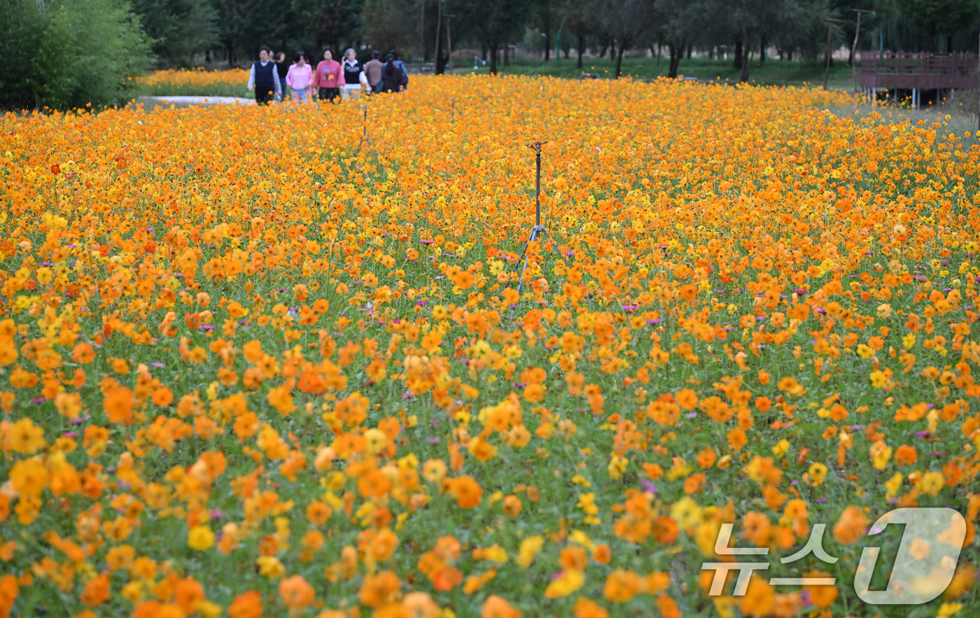 (서울=뉴스1) = 16일 경남 거창군 남상면 거창창포원 곳곳에 코스모스, 황화 코스모스, 산파챈스 등 가을꽃이 활짝 피어있다.(거창군 제공. 재판매 및 DB 금지) 2025.10 …