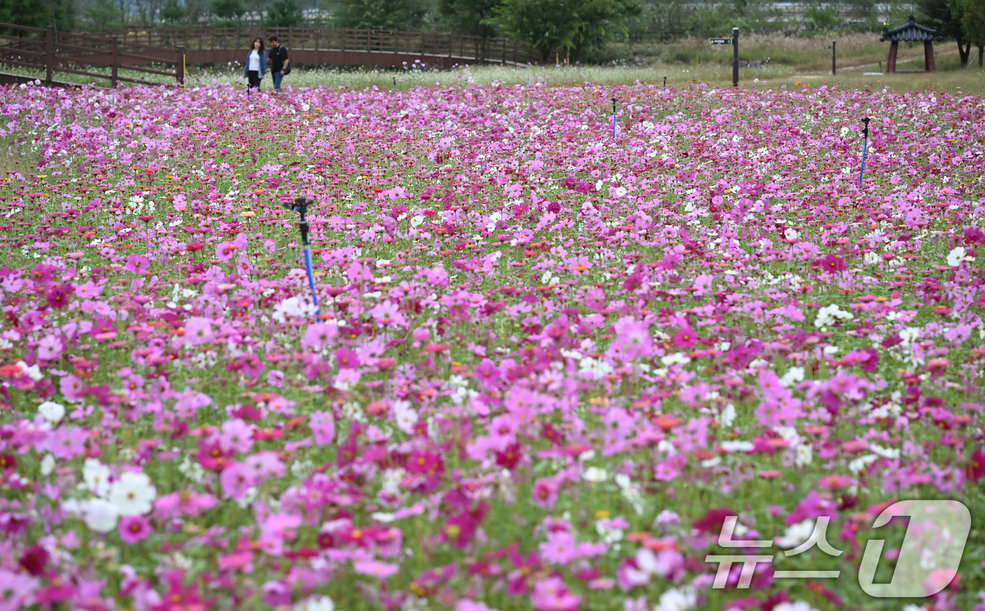 (서울=뉴스1) = 16일 경남 거창군 남상면 거창창포원 곳곳에 코스모스, 황화 코스모스, 산파챈스 등 가을꽃이 활짝 피어있다.(거창군 제공. 재판매 및 DB 금지) 2025.10 …