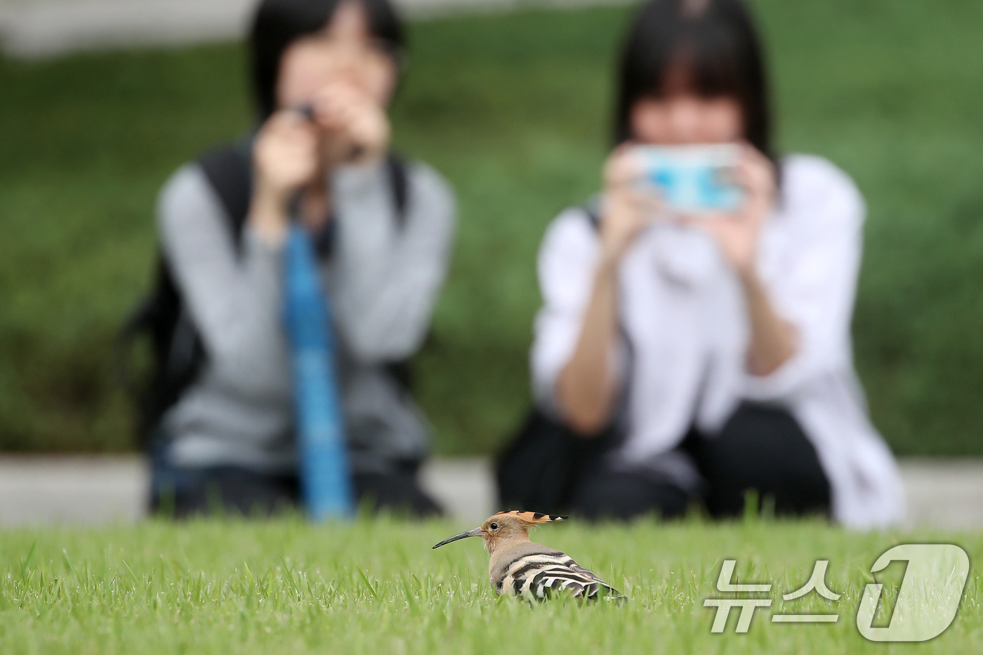 (대구=뉴스1) 공정식 기자 = 밤사이 요란하게 내리던 가을비가 소강상태로 접어든 16일 오전 대구 달서구 계명대 성서캠퍼스 잔디밭에서 학생들이 '인디언 추장새'라고도 불리는 후투 …