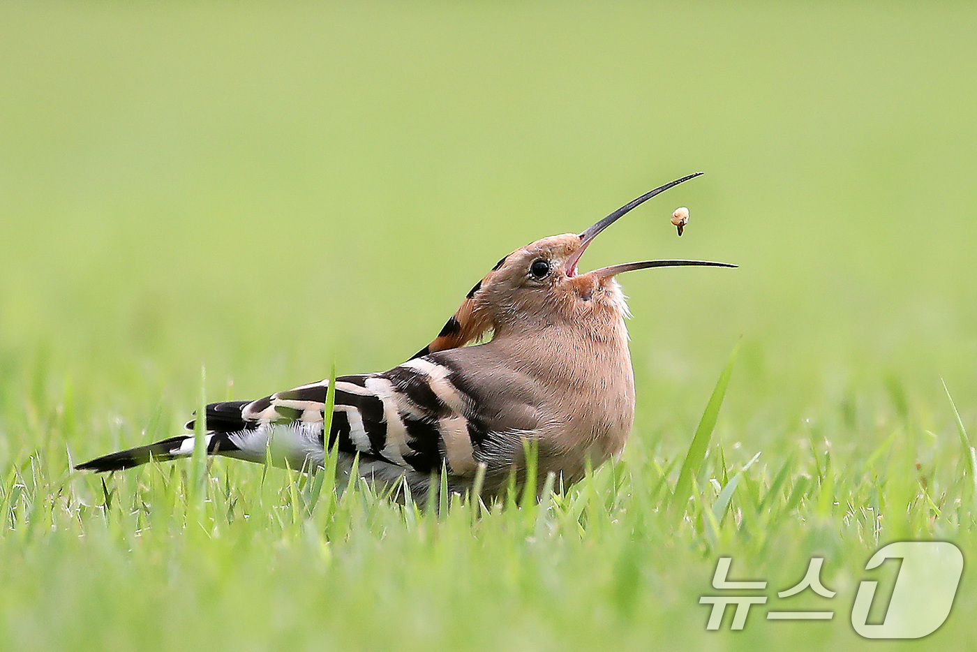 (대구=뉴스1) 공정식 기자 = 밤사이 요란하게 내리던 가을비가 소강상태로 접어든 16일 오전 대구 달서구 계명대 성서캠퍼스 잔디밭에서 '인디언 추장새'라고도 불리는 후투티가 먹이 …