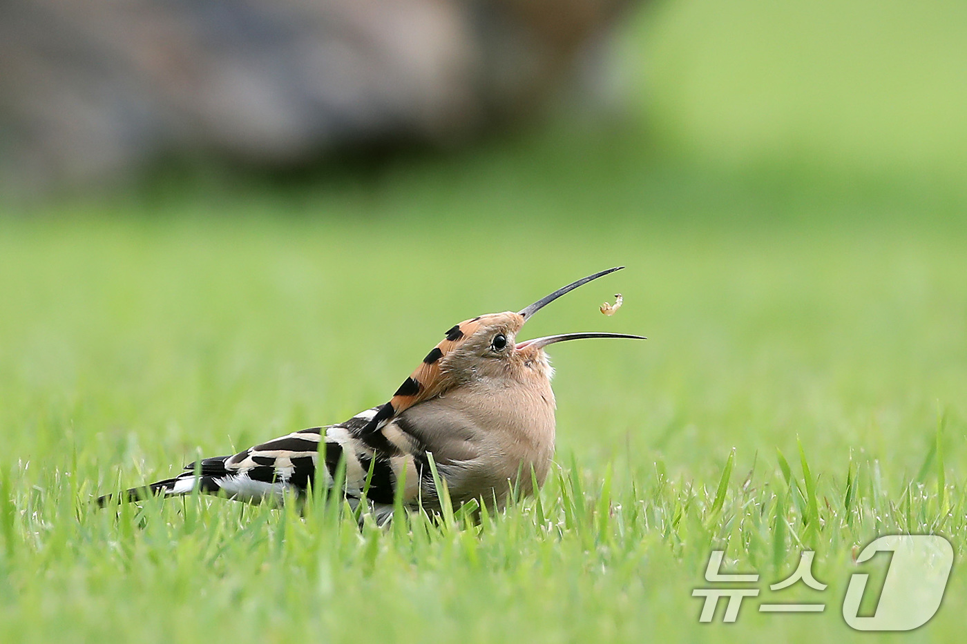 (대구=뉴스1) 공정식 기자 = 밤사이 요란하게 내리던 가을비가 소강상태로 접어든 16일 오전 대구 달서구 계명대 성서캠퍼스 잔디밭에서 '인디언 추장새'라고도 불리는 후투티가 먹이 …