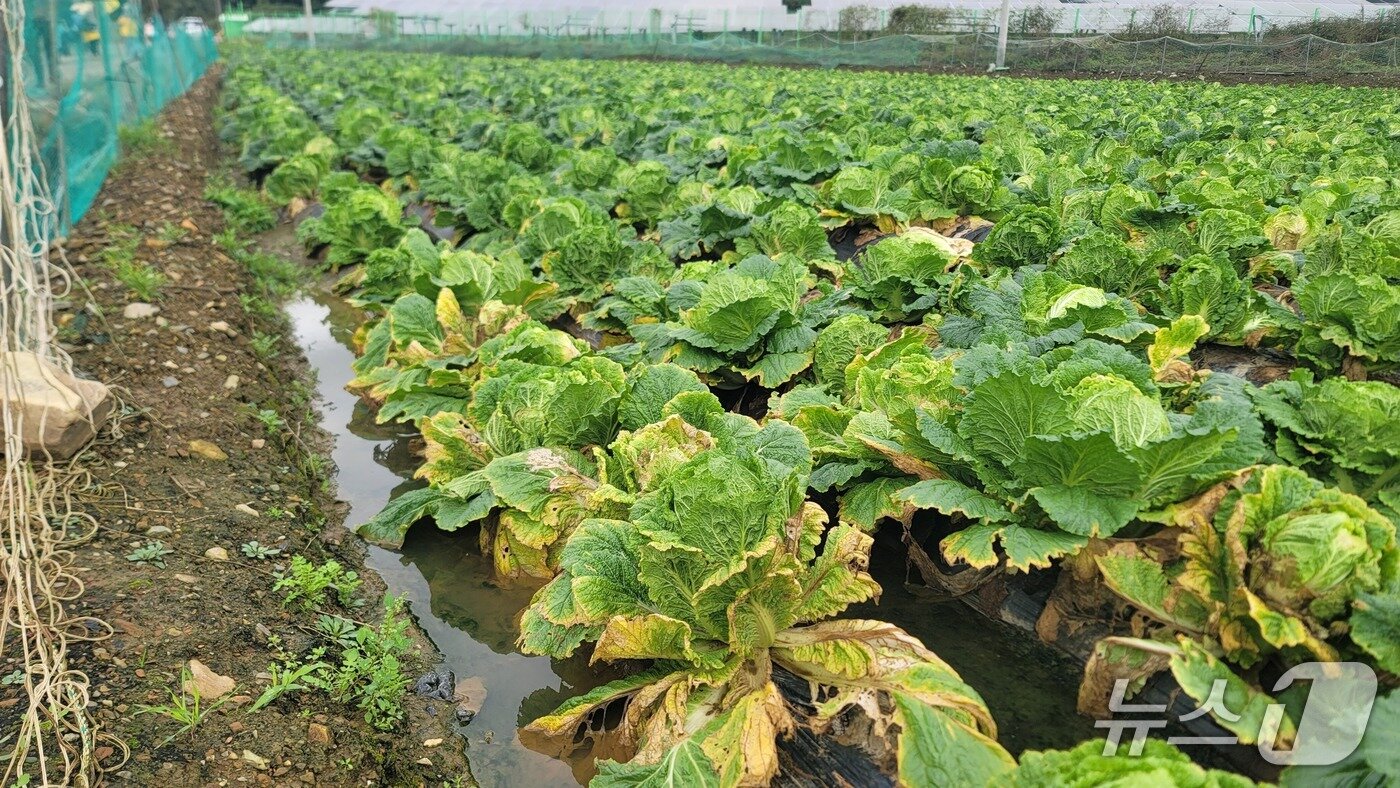 본문 이미지 - 물이 차고 무름병이 확산한 청주시 상당구 미원면 한 배추밭.2025.10.16./뉴스1 임양규 기자