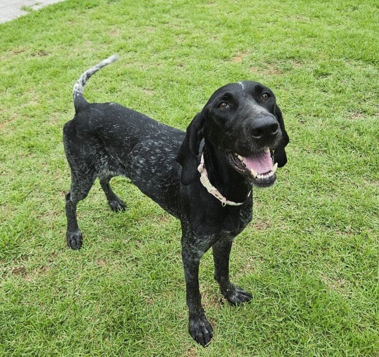 본문 이미지 - 사람을 좋아하는 1살 포인터 &#39;핑고&#39;가 입양을 기다리고 있다&#40;동물과 함께 행복한 세상 제공&#41;. ⓒ 뉴스1