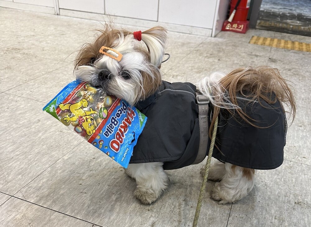 본문 이미지 - 특별한 산책 루틴을 즐기는 시추 &#39;행복이&#39;&#40;정원경 제공&#41; ⓒ 뉴스1