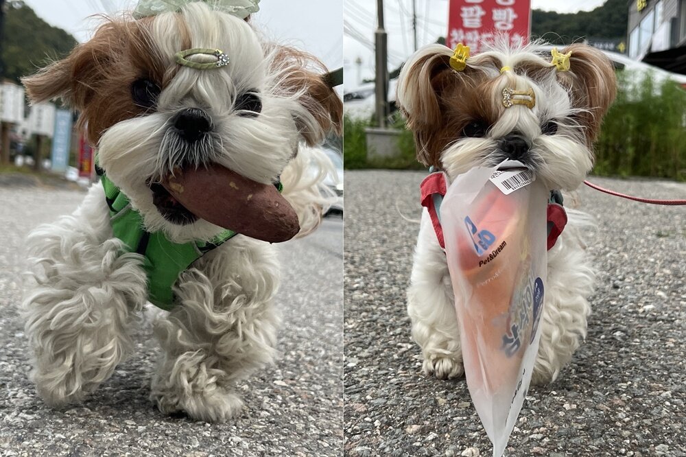본문 이미지 - 무언가를 입에 물고 산책하길 좋아하는 행복이&#40;정원경 제공&#41; ⓒ 뉴스1