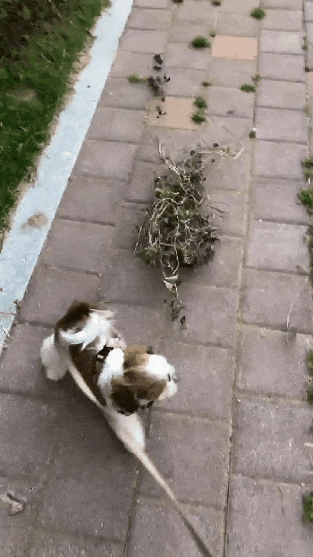 본문 이미지 - 도전 정신이 남다른 시추 행복이&#40;정원경 제공&#41; ⓒ 뉴스1