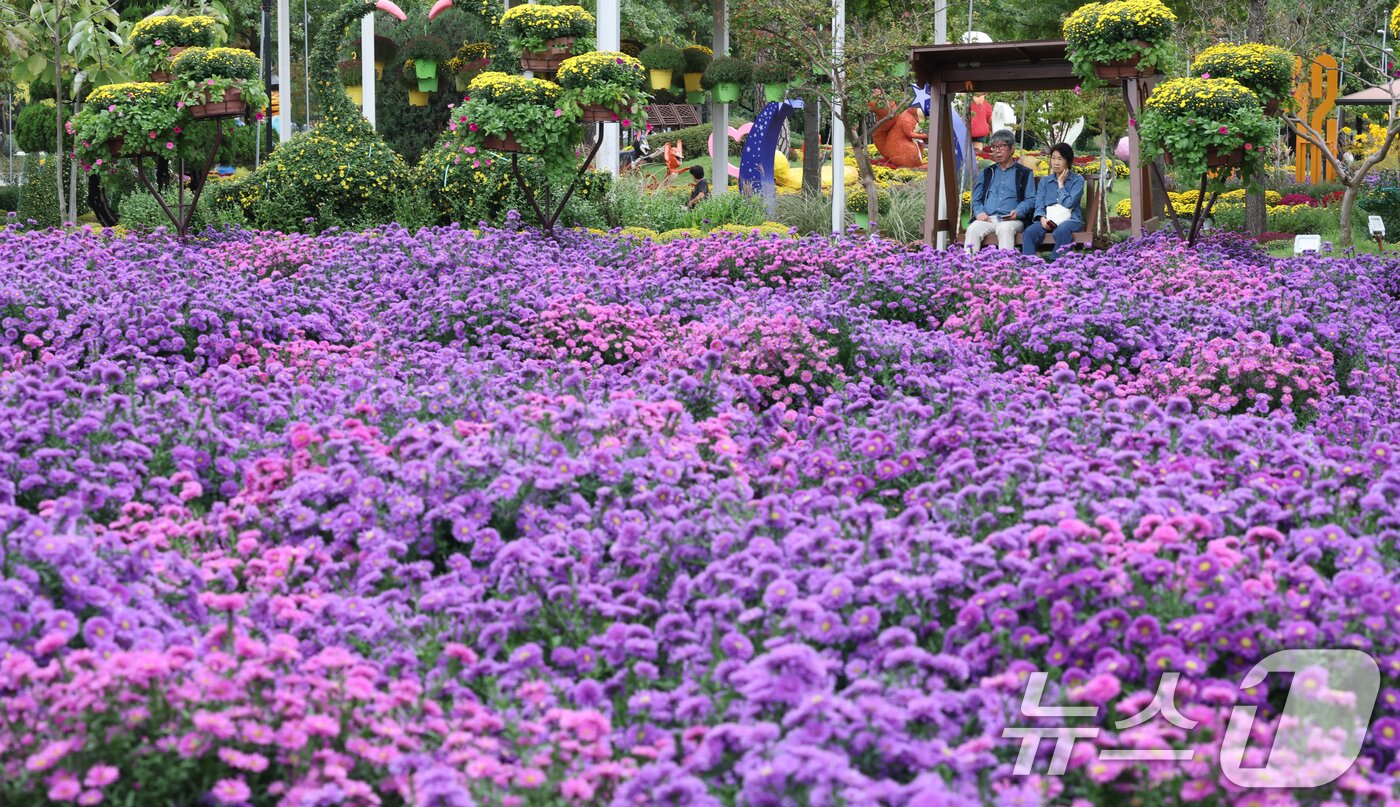 본문 이미지 -  대전 유성구 유림공원 일원에 조성된 유성국화축제장을 찾은 시민들이 여유로운 시간을 보내고 있다. ⓒ News1 김기태 기자