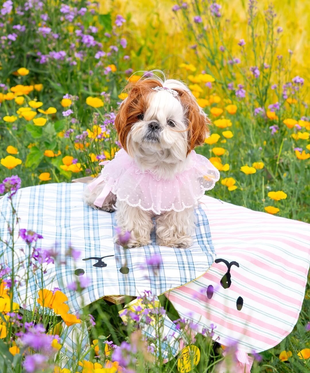 본문 이미지 - 꽃미모를 자랑하는 시추 행복이&#40;정원경 제공&#41; ⓒ 뉴스1