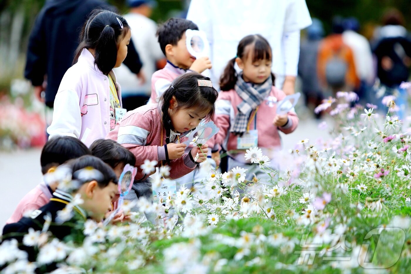 본문 이미지 - 강원 인제군 북면 용대리 일원에서 가을꽃 축제장을 찾은 어린이집 원아들이 꽃구경을 하고 있다. ‘인제에서 꽃길만 걷자’를 주제로 열린 이번 축제는 오는 19일까지 이어진다. &#40;인제군 제공. 재판매 및 DB 금지&#41; 2025.10.16/뉴스1 ⓒ News1 이종재 기자
