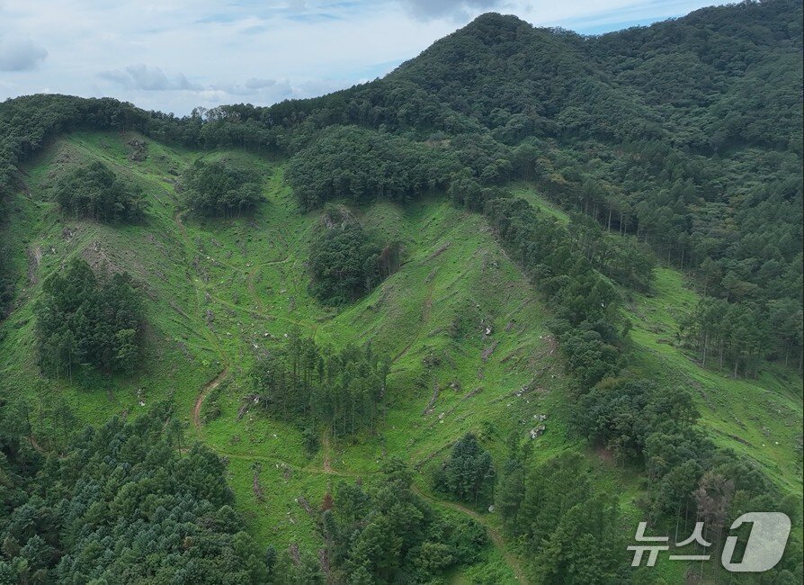 본문 이미지 - 친환경적 목재수확지 우수사례에 선정된 홍천군 두촌면 도유림.(강원도 제공. 재판매 및 DB금지)/뉴스1