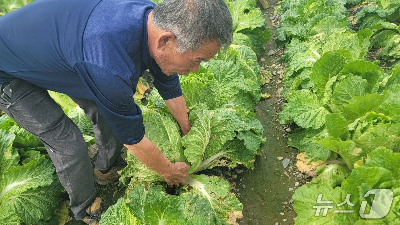 본문 이미지 - 17일 충북 청주시 상당구 미원면에서 만난 최영회 씨가 자신의 배추밭에서 무름병 피해를 설명하고 있다.2025.10.17./뉴스1 임양규 기자