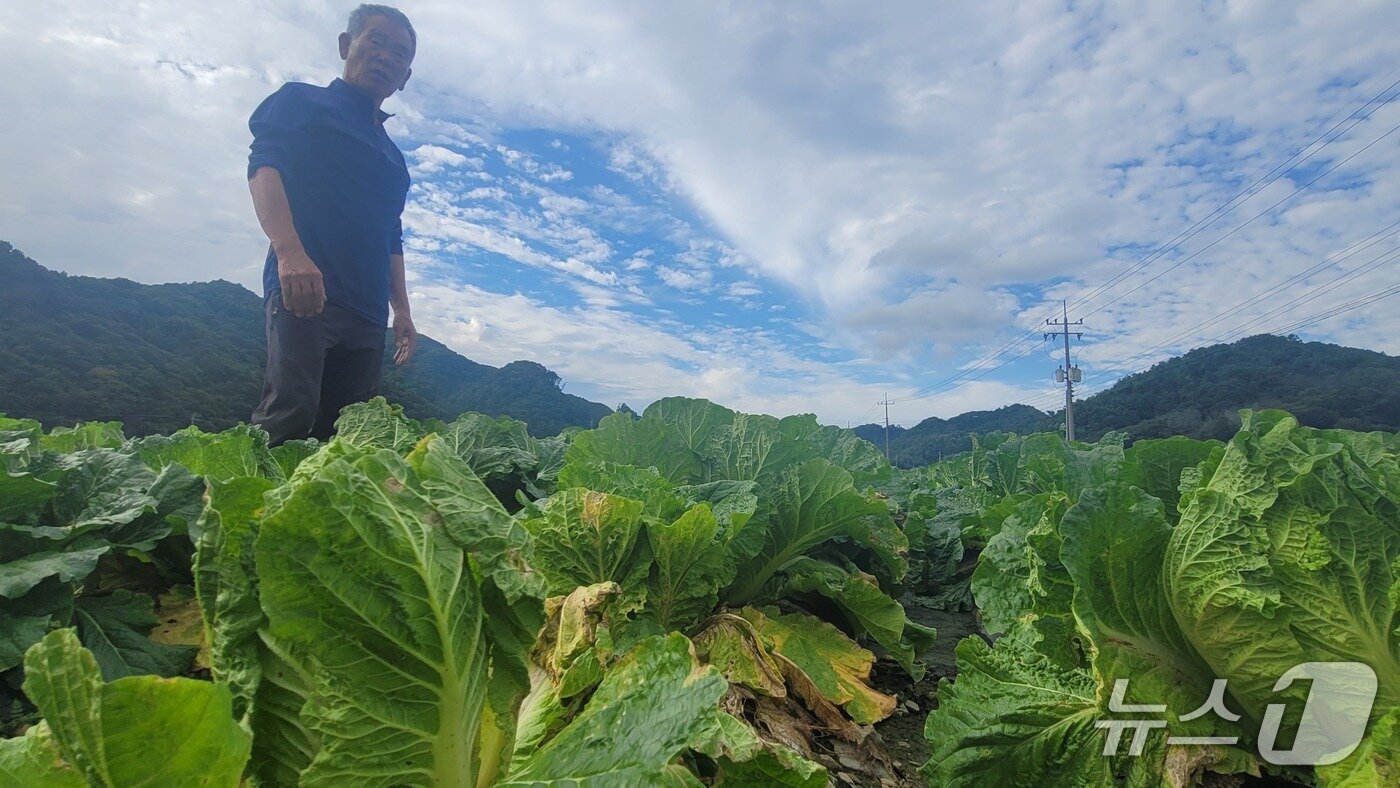 본문 이미지 - 17일 충북 청주시 상당구 미원면에서 만난 최영회 씨가 무름병이 확산한 자신의 배추밭을 바라보고 있다.2025.10.17./뉴스1 임양규 기자