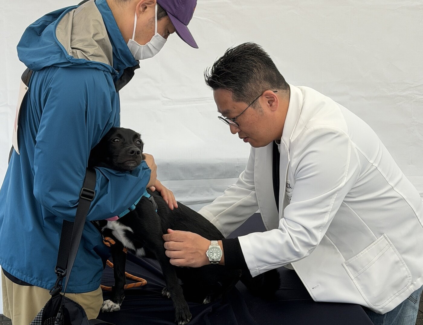 본문 이미지 - 임희수 서울시수의사회 대외협력이사(헬릭스동물메디컬센터 원장)가 부스에 방문한 반려견의 건강을 살펴보고 있다(수의사회 제공). ⓒ 뉴스1