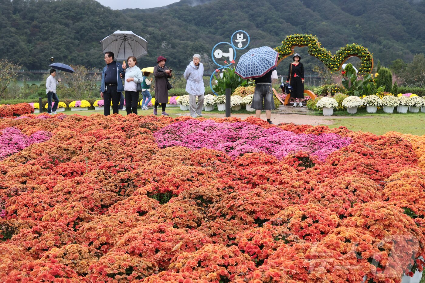 본문 이미지 - 17일 전북 임실군 옥정호 붕어섬에 국화가 활짝 피었다. 비가 오는 가운데 많은 관광객들이 우산을 쓰고 꽃을 감상하고 있다.&#40;임실군제공. 재판매 및 DB금지&#41;2025.10.18/뉴스1 ⓒ News1 김동규 기자