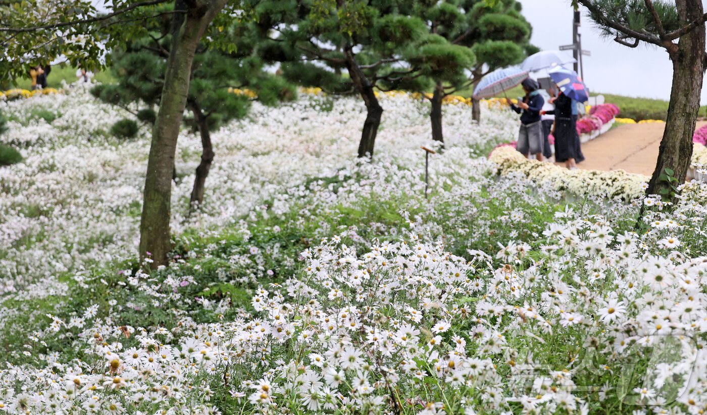 본문 이미지 - 18일 구절초가 만개한 전북 임실군 옥정호 붕어섬. 관광객들이 우산을 쓰고 꽃을 감상하고 있다.&#40;임실군제공. 재판매 및 DB금지&#41;2025.10.18/뉴스1 ⓒ News1 김동규 기자