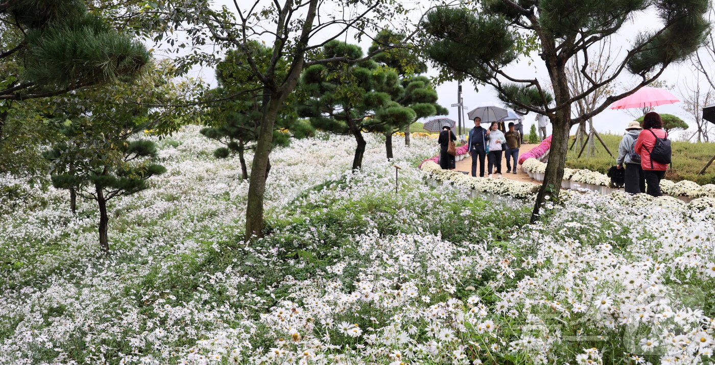 본문 이미지 - 18일 구절초가 만개한 전북 임실군 옥정호 붕어섬. 관광객들이 우산을 쓰고 꽃길을 걷고 있다.&#40;임실군제공. 재판매 및 DB금지&#41;2025.10.18/뉴스1 ⓒ News1 김동규 기자