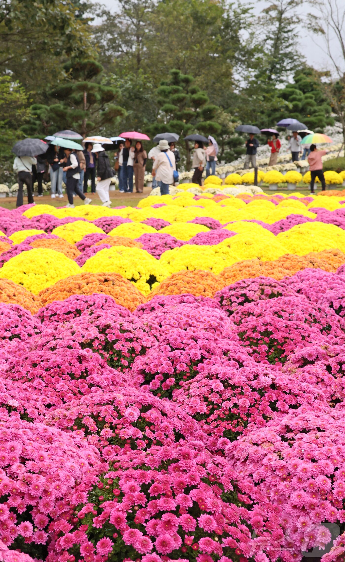 본문 이미지 - 18일 전북 임실군 옥정호 붕어섬 생태공원에 국화가 만개했다. 관광객들이 국화길을 걷고 있다.&#40;임실군제공. 재판매 및 DB금지&#41;2025.10.18/뉴스1 ⓒ News1 김동규 기자