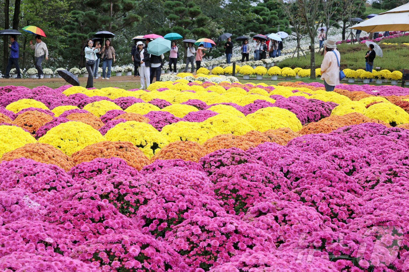 본문 이미지 - 지난 10월 18일 전북 임실군 옥정호 붕어섬을 찾은 관광객들이 가을의 정취를 느끼고 있다. .&#40;임실군제공. 재판매 및 DB금지&#41;2025.10.18/뉴스1 ⓒ News1 김동규 기자