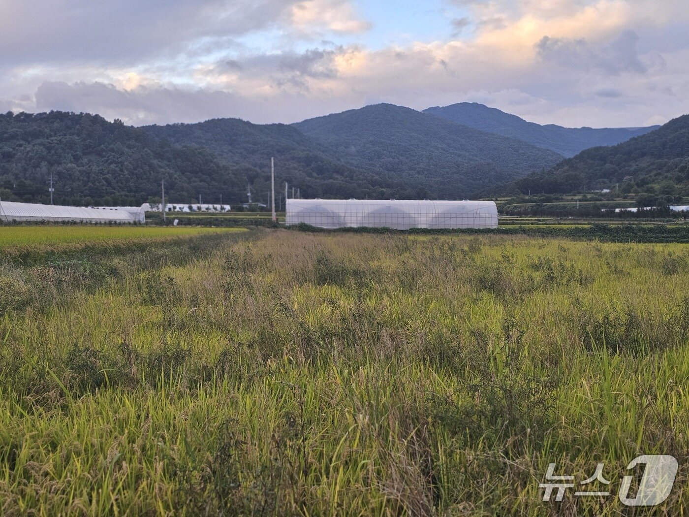 본문 이미지 - 캄보디아에서 숨진 대학생 A 씨의 아버지가 일궈오던 논이 A 씨가 실종 된 후 일을 하지 못해 잡초가 무성하다2025.10.19/뉴스1 신성훈기자