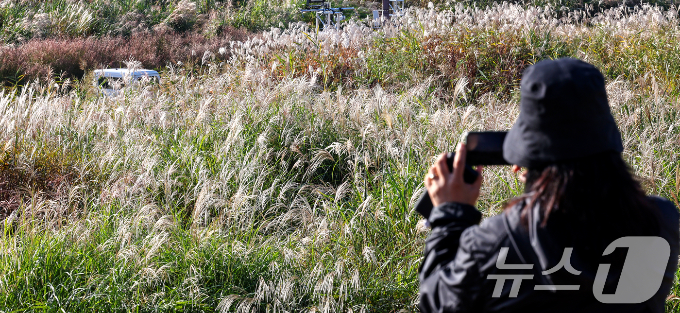 (서울=뉴스1) 이호윤 기자 = 완연한 가을날씨를 보인 19일 서울 마포구 하늘공원에서 열린 서울억새축제를 찾은 시민이 억새밭 사진을 찍고 있다. 2025.10.19/뉴스1
