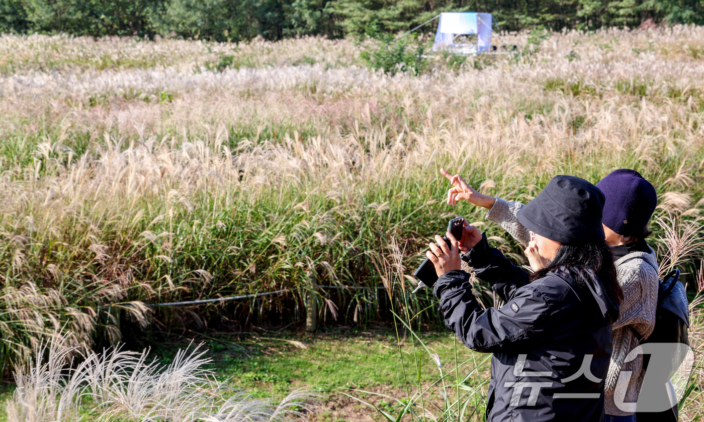 (서울=뉴스1) 이호윤 기자 = 완연한 가을날씨를 보인 19일 서울 마포구 하늘공원에서 열린 서울억새축제를 찾은 시민들이 억새밭 사진을 찍고 있다. 2025.10.19/뉴스1