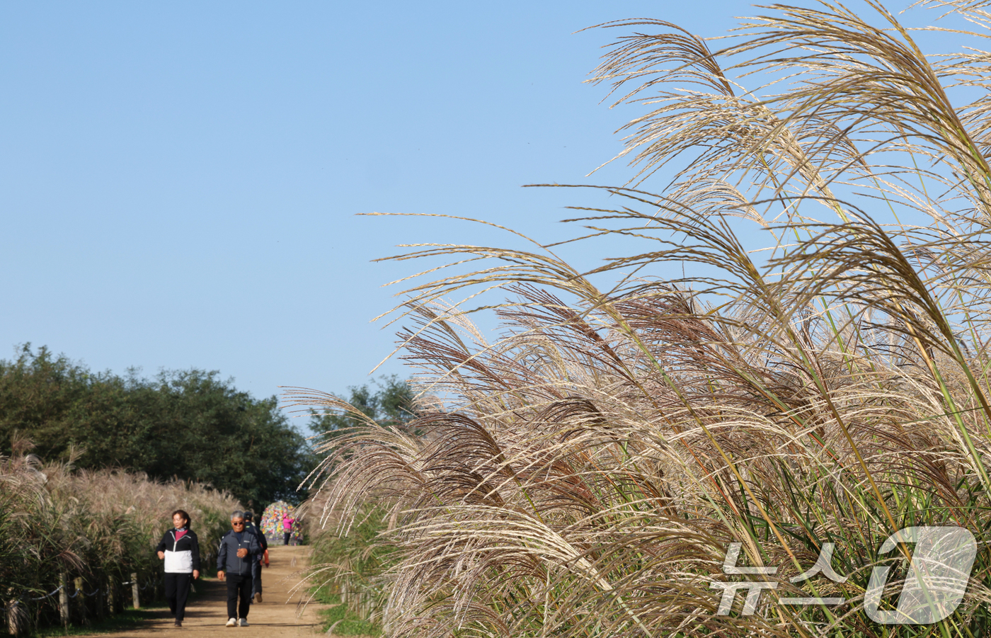 (서울=뉴스1) 이호윤 기자 = 완연한 가을날씨를 보인 19일 서울 마포구 하늘공원에서 열린 서울억새축제를 찾은 시민들이 억새밭을 거닐고 있다. 2025.10.19/뉴스1