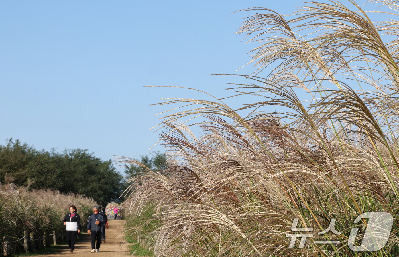 본문 이미지 - 완연한 가을날씨를 보인 19일 서울 마포구 하늘공원에서 열린 서울억새축제를 찾은 시민들이 억새밭을 거닐고 있다. 2025.10.19/뉴스1 ⓒ News1 이호윤 기자