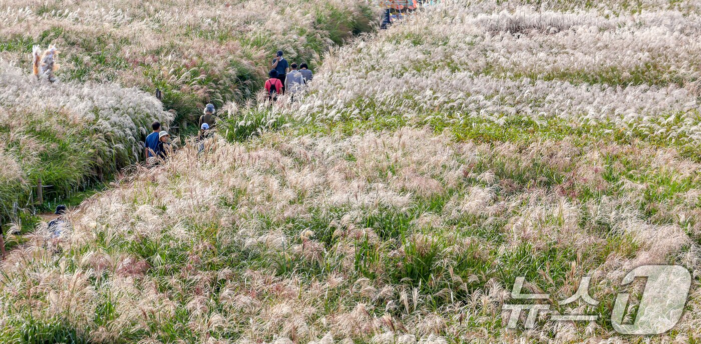 본문 이미지 - 완연한 가을날씨를 보인 19일 서울 마포구 하늘공원에서 열린 서울억새축제를 찾은 시민들이 억새밭을 거닐고 있다. 2025.10.19/뉴스1 ⓒ News1 이호윤 기자