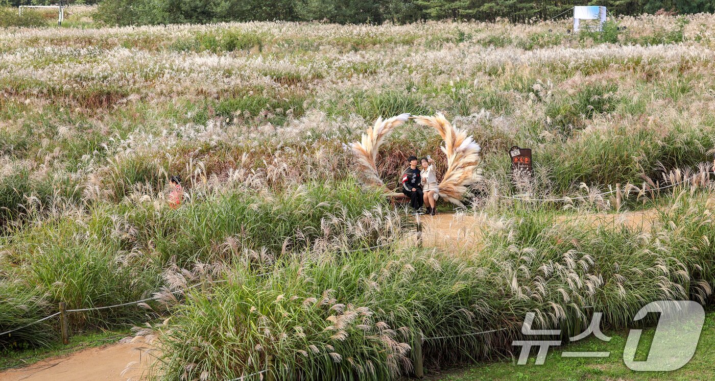 본문 이미지 - 완연한 가날씨를 보인 19일 서울 마포구 하늘공원에서 열린 서울억새축제를 찾은 시민들이 억새밭에서 사진을 찍고있다. 2025.10.19/뉴스1 ⓒ News1 이호윤 기자