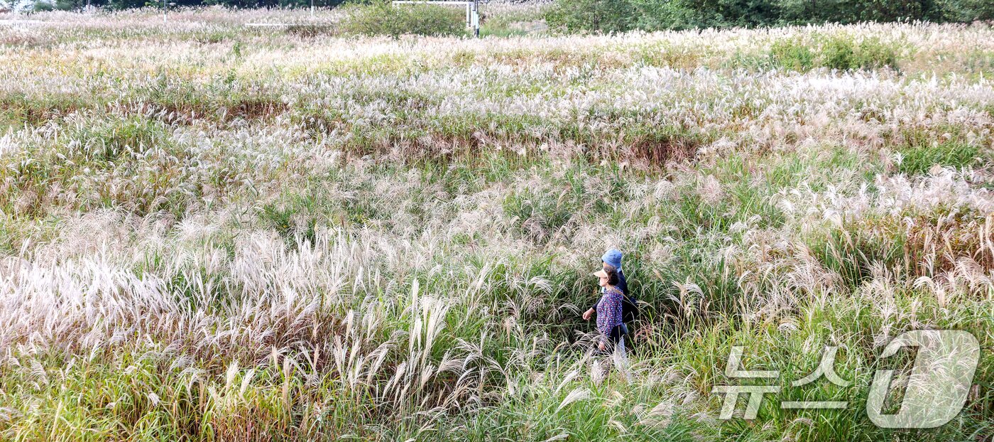 본문 이미지 - 완연한 가을날씨를 보인 19일 서울 마포구 하늘공원에서 열린 서울억새축제를 찾은 시민들이 억새밭을 거닐고 있다. ⓒ News1 이호윤 기자