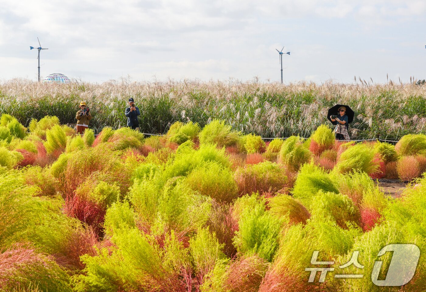 본문 이미지 - 완연한 가을날씨를 보인 19일 서울 마포구 하늘공원에서 열린 서울억새축제를 찾은 시민들이 댑싸리밭과 억새밭에서 사진을 찍고있다. ⓒ News1 이호윤 기자