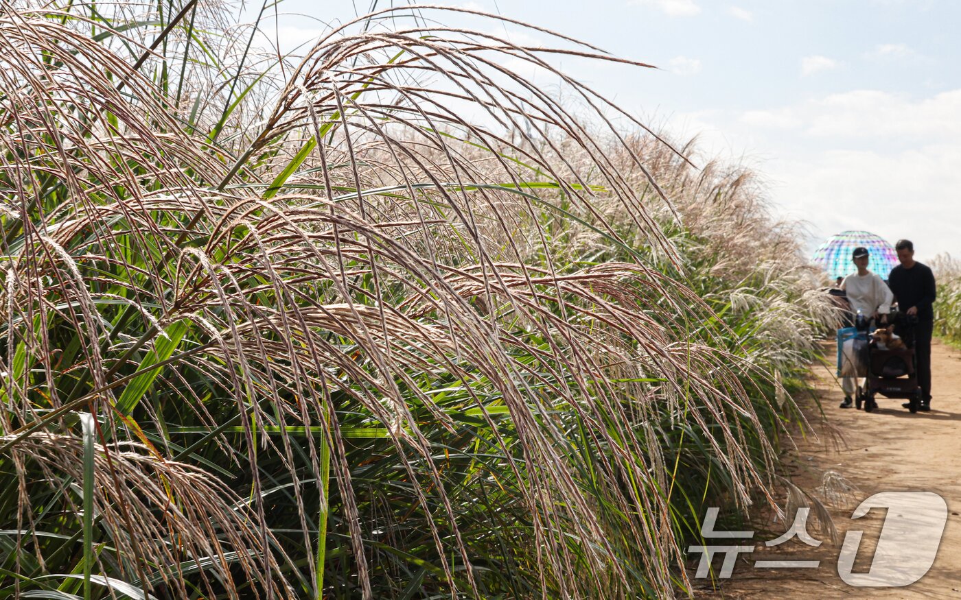 본문 이미지 - 완연한 가을날씨를 보인 19일 서울 마포구 하늘공원에서 열린 서울억새축제를 찾은 시민들이 억새밭을 거닐고 있다. ⓒ News1 이호윤 기자