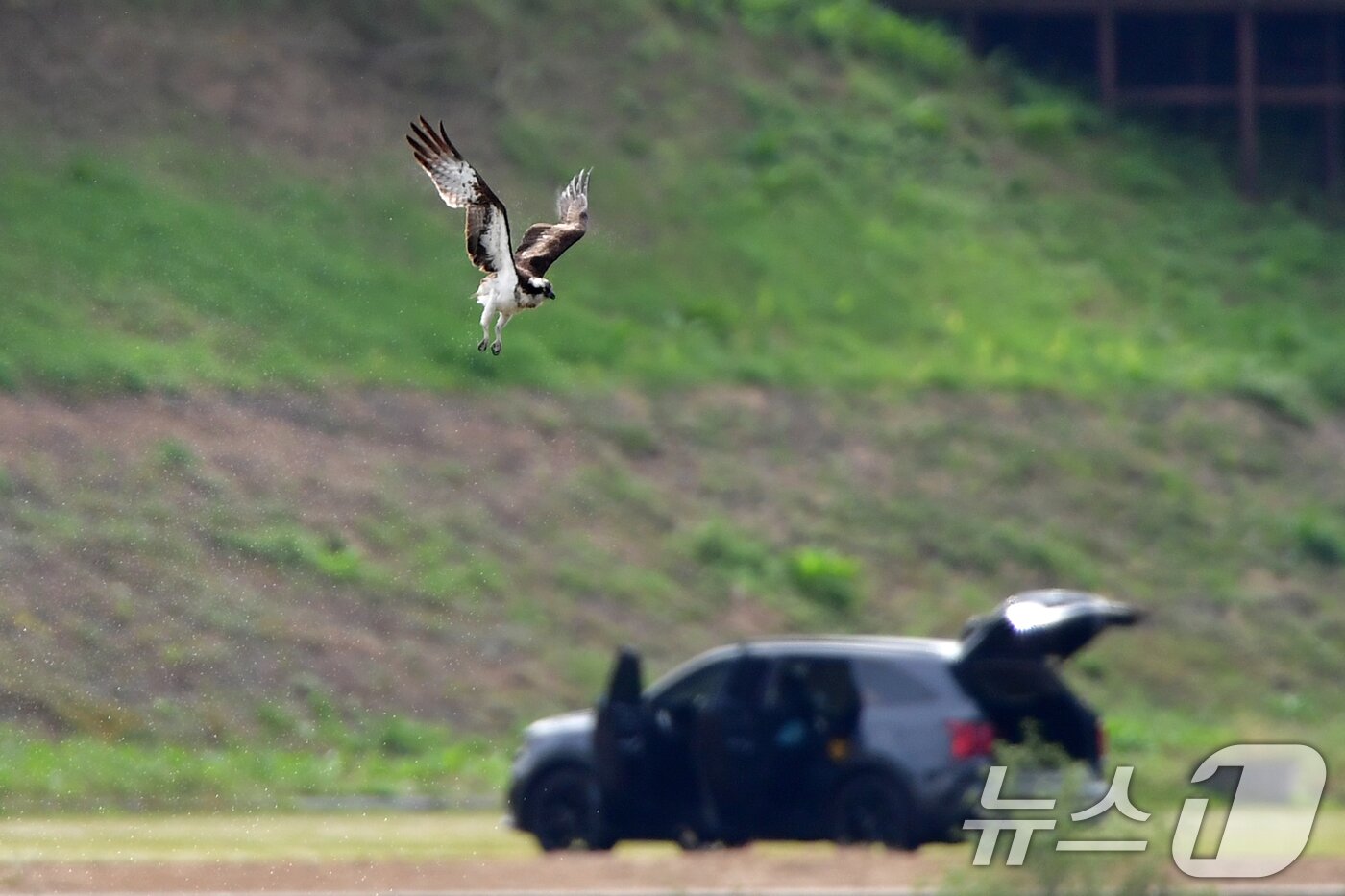본문 이미지 - 19일 경북 포항시 남구 연일읍 형산강에서 환경부 멸종위기 야생생물 II급 물수리가 물고기 사냥을 준비하고 있다. 2025.10.19/뉴스1 ⓒ News1 최창호 기자