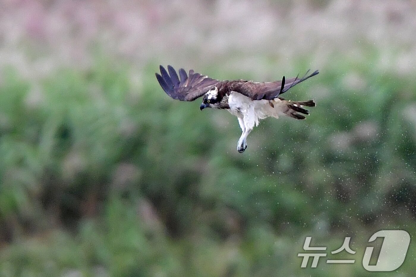 본문 이미지 - 19일 경북 포항시 남구 연일읍 형산강에서 환경부 멸종위기 야생생물 II급 물수리가 물고기 사냥에 한창이다. 2025.10.19/뉴스1 ⓒ News1 최창호 기자