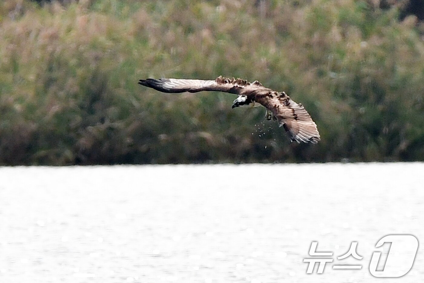 본문 이미지 - 19일 경북 포항시 남구 연일읍 형산강에서 환경부 멸종위기 야생생물 II급 물수리가 물고기 사냥을 위해 수면 위를 날고 있다. 2025.10.19/뉴스1 ⓒ News1 최창호 기자