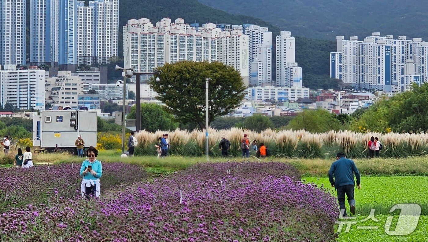 본문 이미지 - 19일 오후 대저생태공원 꽃밭 사이로 사진을 찍는 상춘객들이 있다. 2025.10.19 ⓒ 뉴스1 박민석 기자