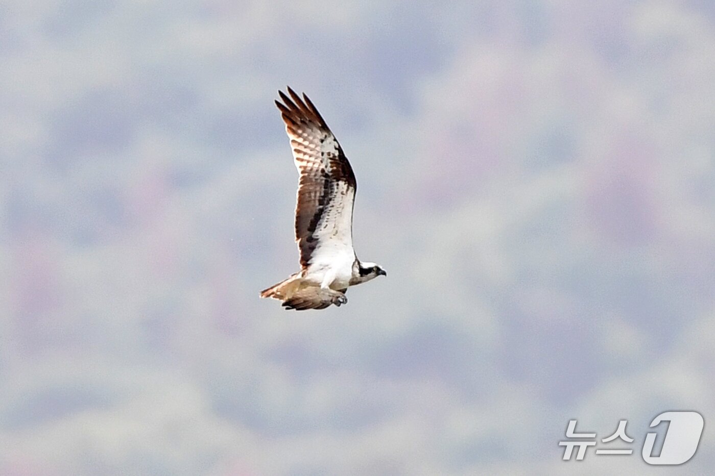본문 이미지 -  19일 경북 포항시 남구 연일읍 형산강에서 환경부 멸종위기 야생생물 II급 물수리가 물고기 사냥을  준비하고 있다. 2025.10.19/뉴스1 ⓒ News1 최창호 기자