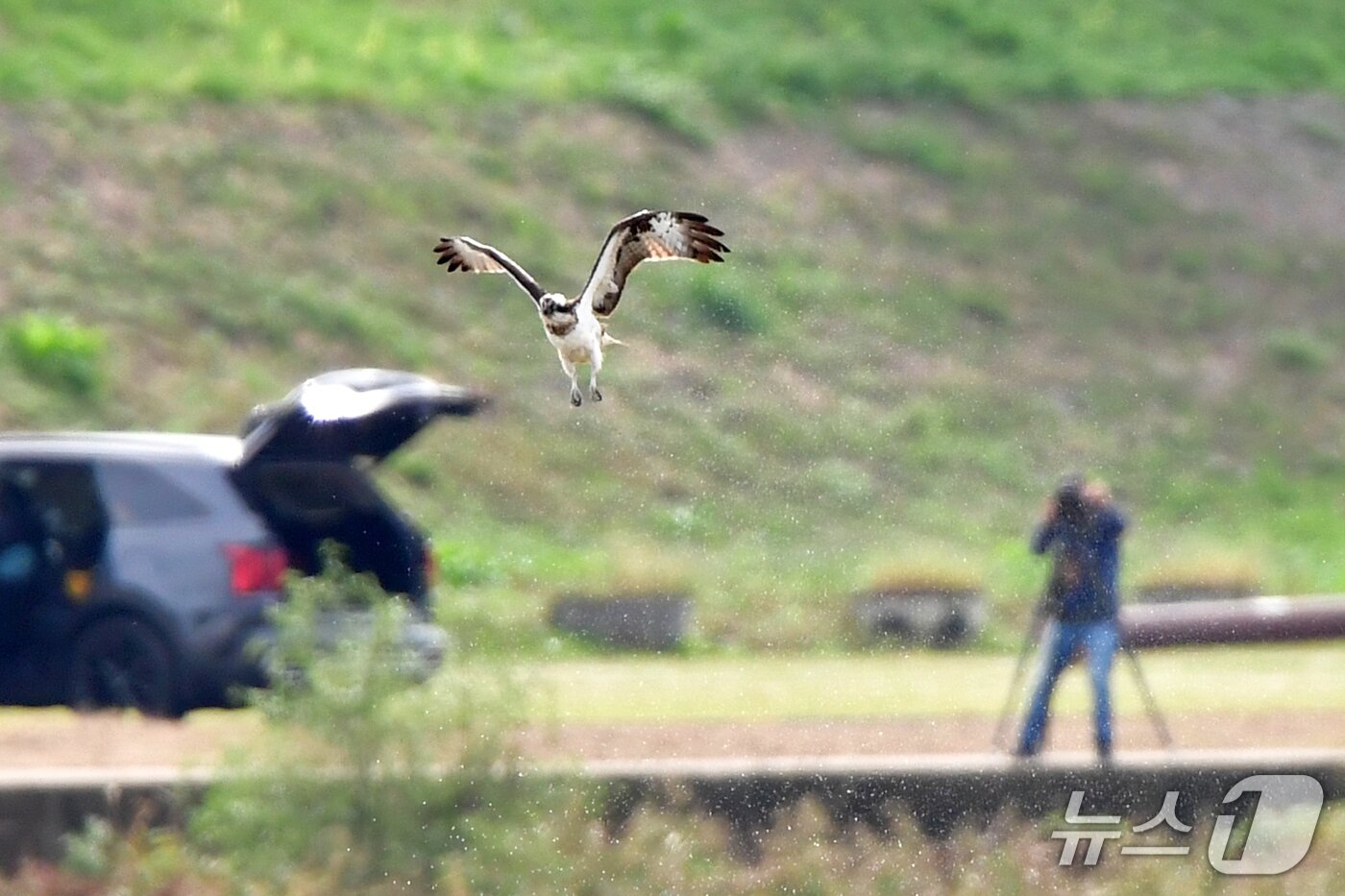 본문 이미지 -  19일 경북 포항시 남구 연일읍 형산강에서 환경부 멸종위기 야생생물 II급 물수리가 물고기 사냥에 실패한 후 날아오르고  있다. 2025.10.19/뉴스1 ⓒ News1 최창호 기자