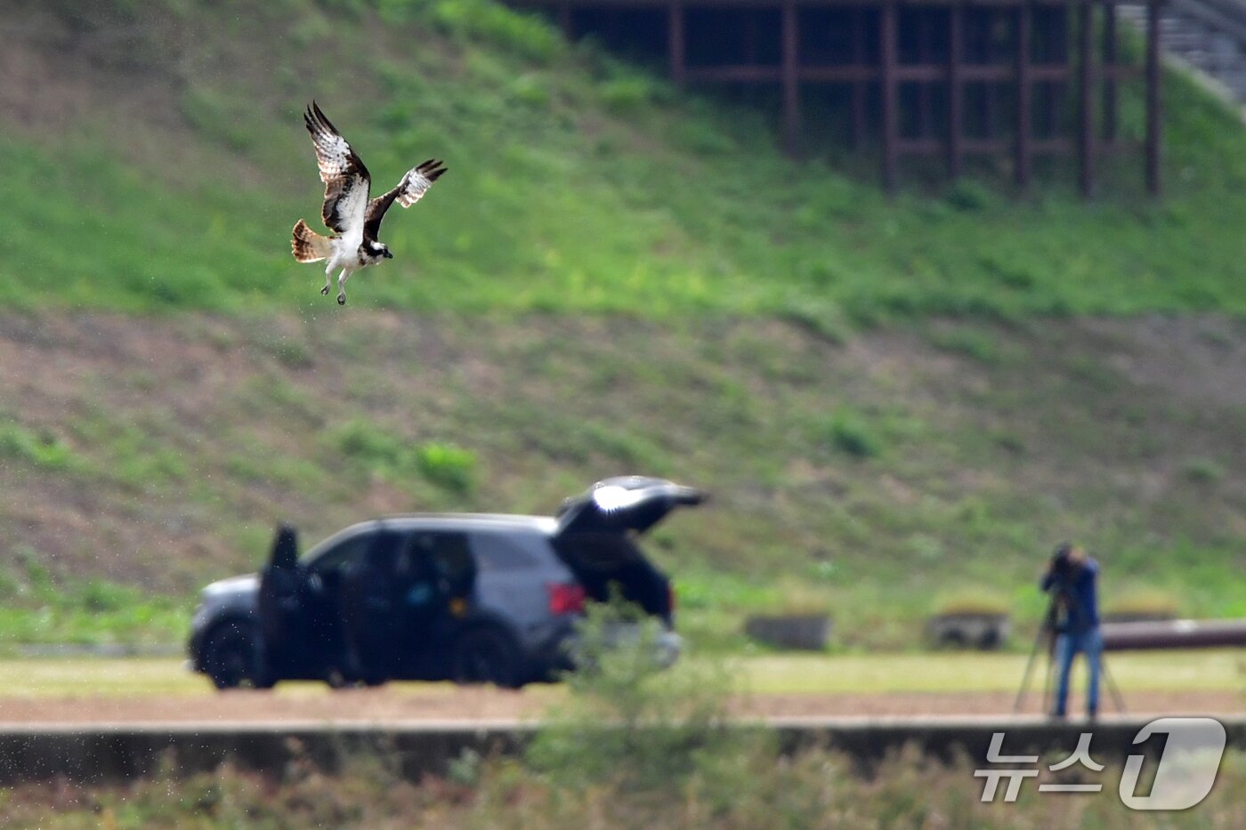 본문 이미지 - 19일 경북 포항시 남구 연일읍 형산강에서 환경부 멸종위기 야생생물 II급 물수리가 물고기 사냥을 위해 수면 위를 날고 있다. 2025.10.19/뉴스1 ⓒ News1 최창호 기자 