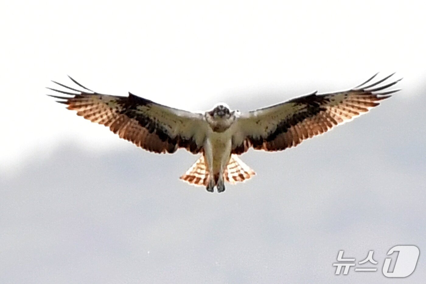 본문 이미지 - 19일 경북 포항시 남구 연일읍 형산강에서 환경부 멸종위기 야생생물 II급 물수리가 물고기 사냥을 위해 수면 위에서 정지 비행을 하고 있다. 2025.10.19/뉴스1 ⓒ News1 최창호 기자 