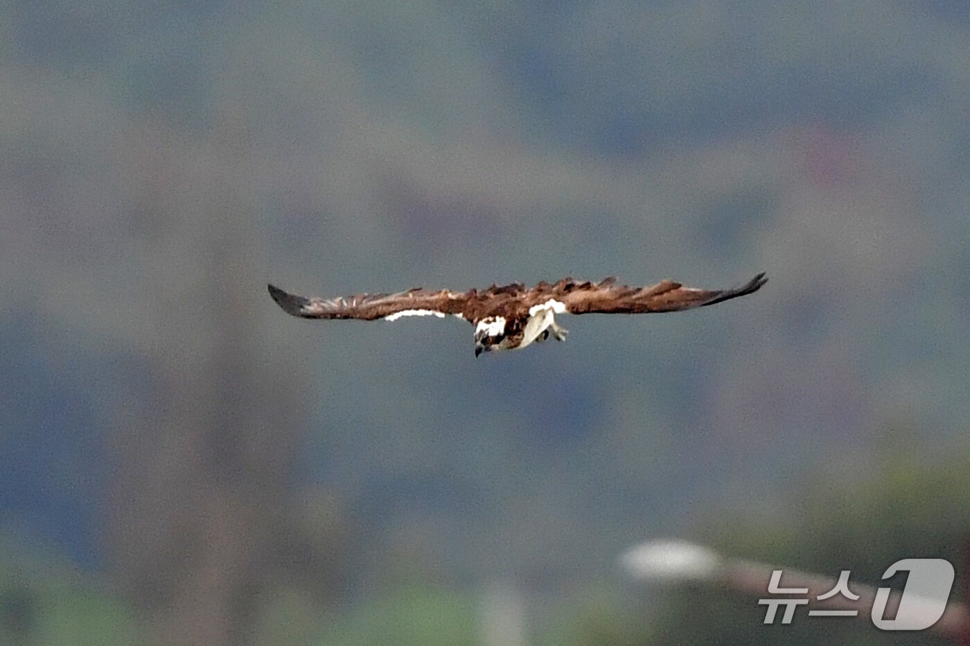 본문 이미지 - 19일 경북 포항시 남구 연일읍 형산강에서 환경부 멸종위기 야생생물 II급 물수리가 물고기 사냥에 나서고 있다. 2025.10.19/뉴스1 ⓒ News1 최창호 기자 