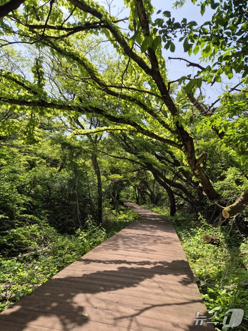 본문 이미지 - ‘제주 한라산둘레길 7구간길’&#40;산림청 제공.재판매 및 DB금지&#41;/뉴스1 