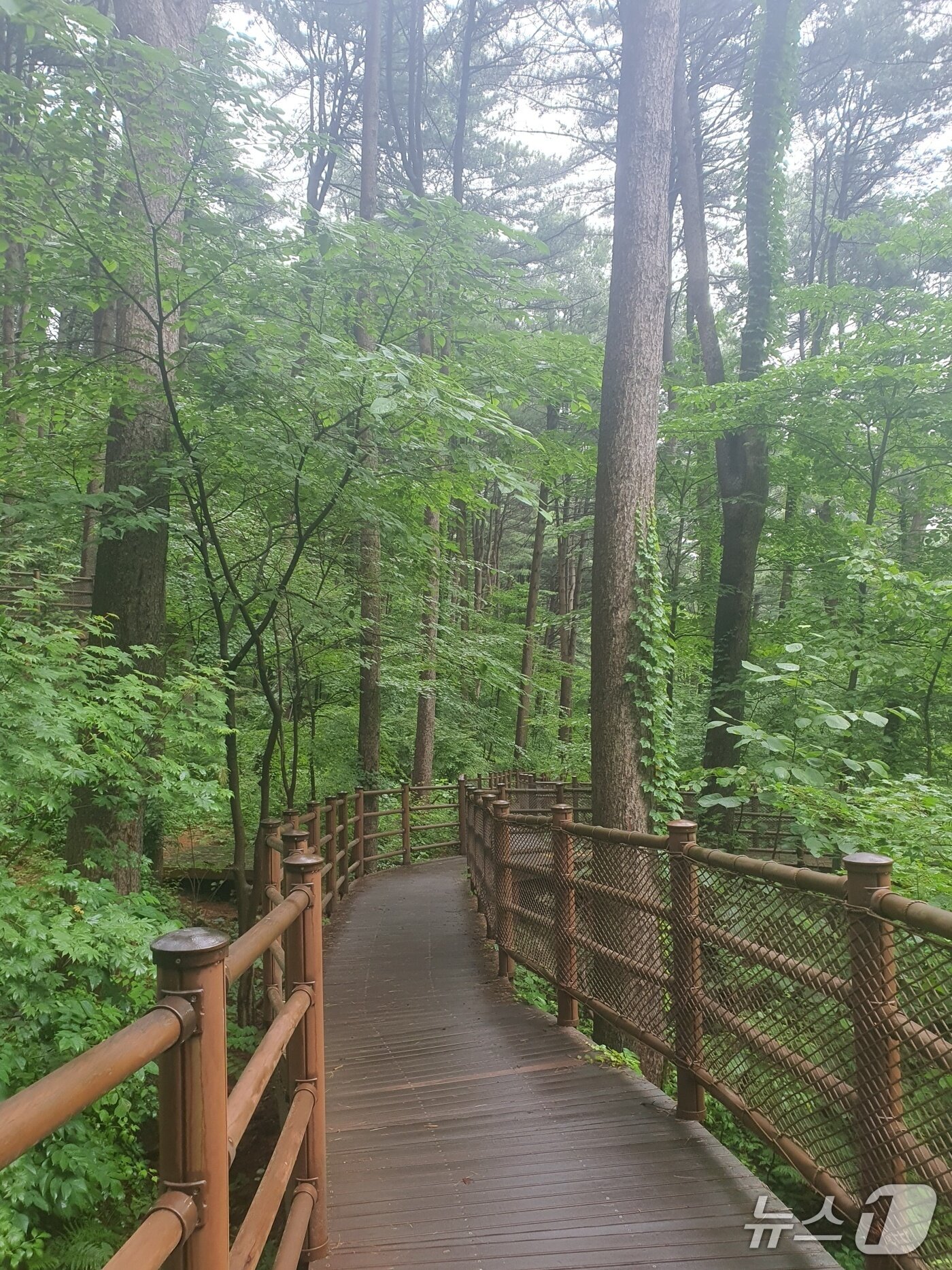 본문 이미지 -  ‘가평 잣 향기 피톤치드길’&#40;산림청 제공.재판매 및 DB금지&#41;/뉴스1